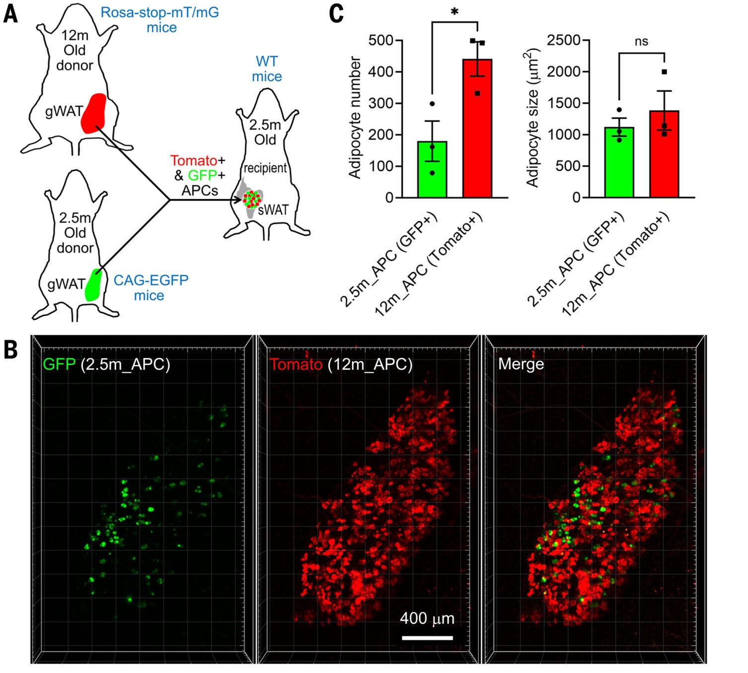 High adipogenic rate of APCs in middle-aged mice.