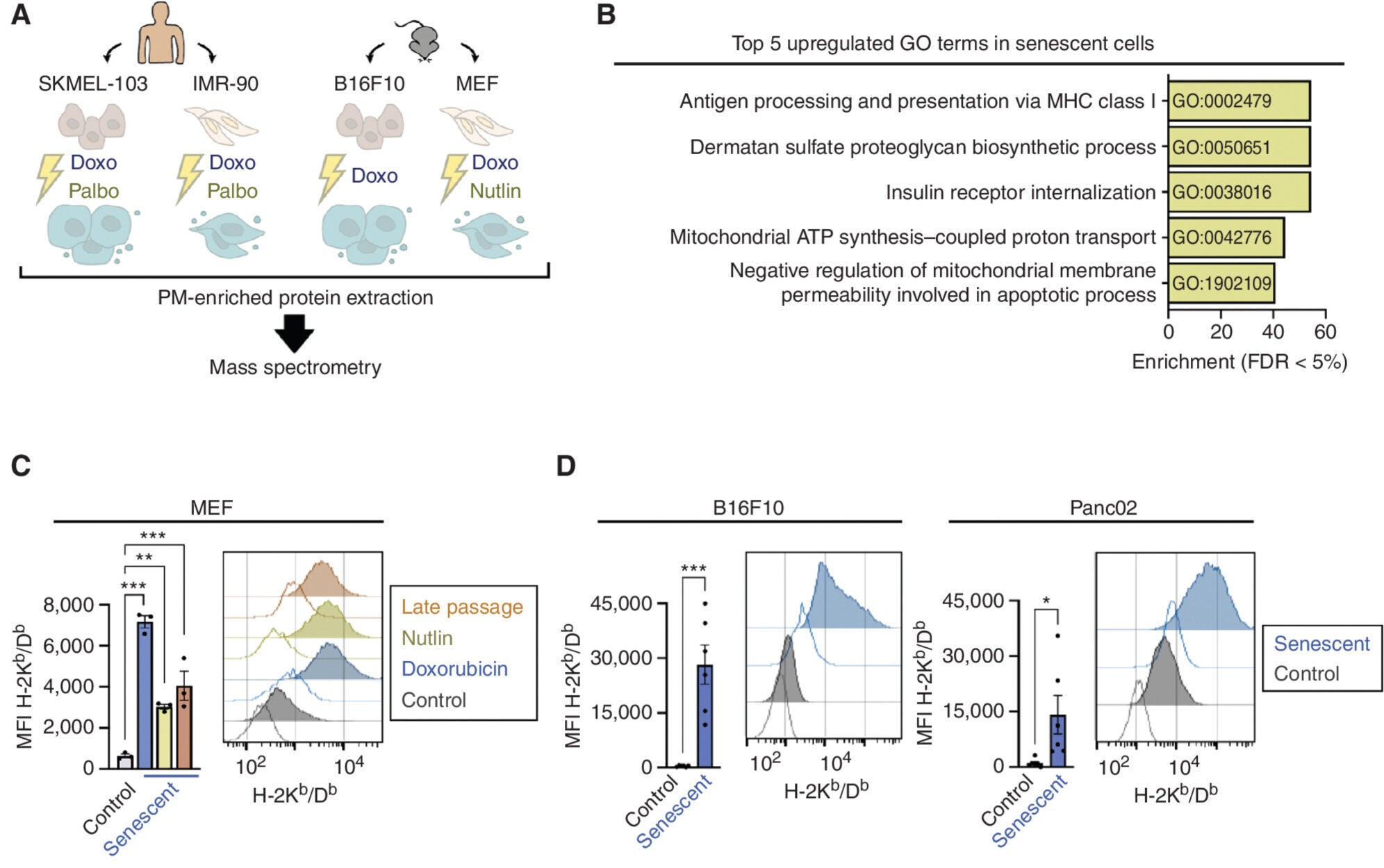 Senescent cells upregulate MHC-I antigen presentation. Schematics of the proteomic screen of the plasma membrane (PM)–enriched fraction of human (SKMEL-103 and IMR-90) and murine (B16F10 and MEF) cells.