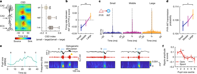 Distinct input and local circuit properties in small-pupil and large-pupil substates.