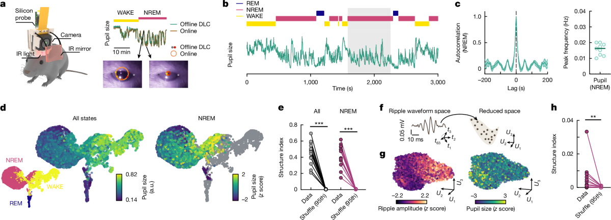 Oscillatory pupil dilation revealed the micro-architecture in natural sleep.
