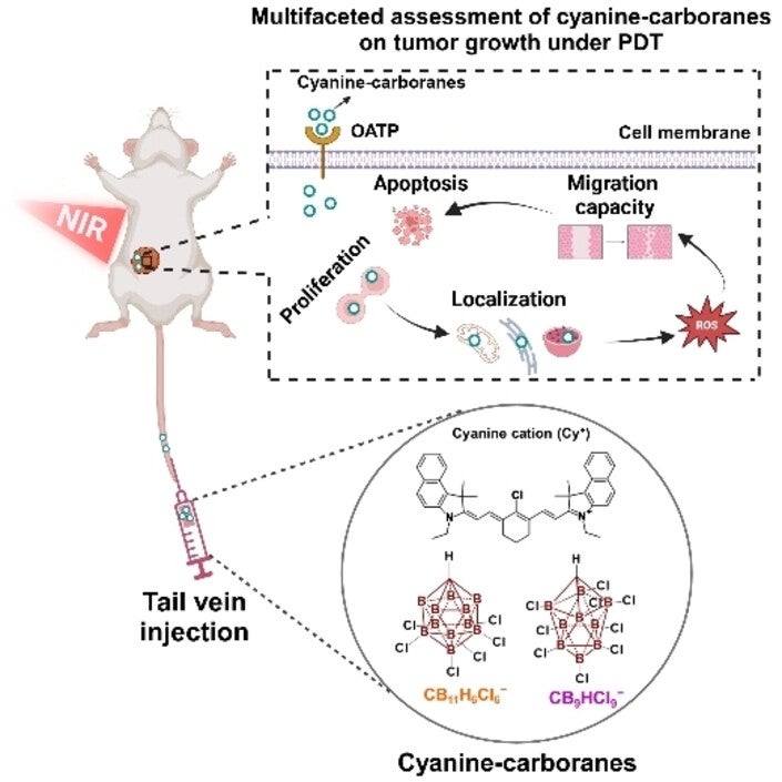 Graphical abstract. Photodynamic therapy (PDT) has emerged as a promising targeted treatment for cancer.
