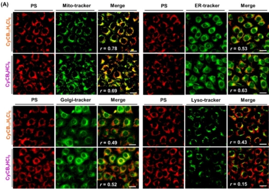 Cyanine-carboranes preferentially localize to the mitochondria and their uptake relies on organic-anion transporting polypeptides.