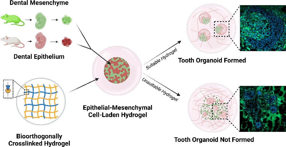 Graphical abstract. Generating teeth in vitro requires mimicking tooth developmental processes.