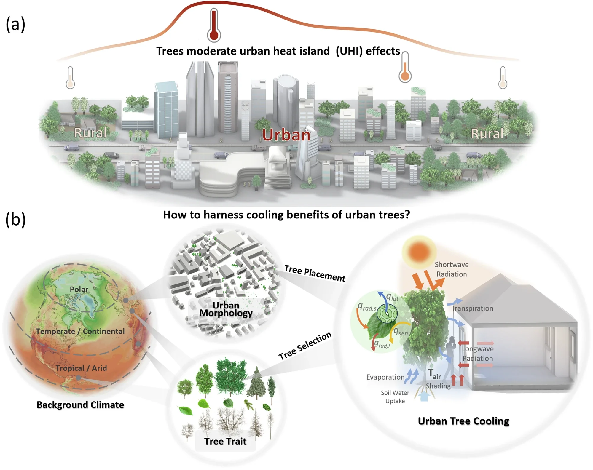 Urban trees moderate urban warming caused by urban heat island (UHI) effects. Interconnecting factors determine the cooling benefits of urban trees. Maximized cooling from urban trees is achieved by selecting the optimal trees and their placement, with an articulated understanding of the interconnecting elements: background climates, tree traits, and urban morphology.