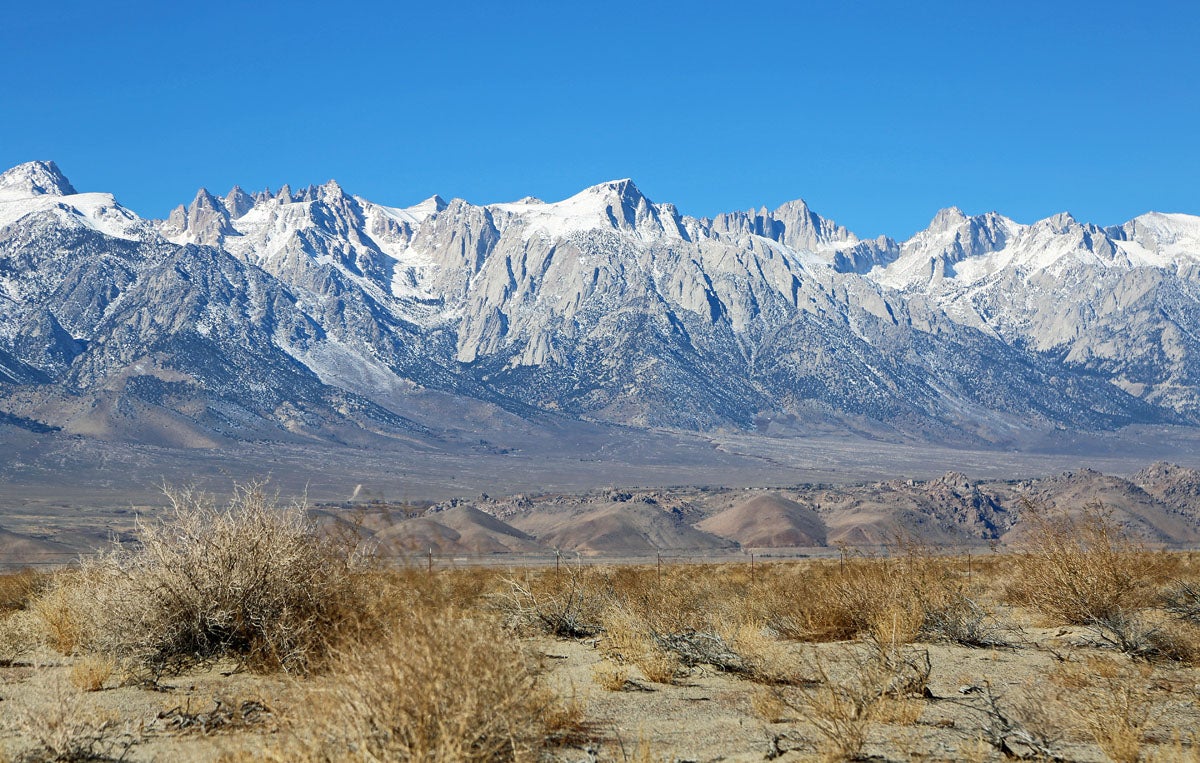In the quiet reaches of California’s White Mountains, one tree has survived through nearly 5,000 years of storms, droughts, empires, and empires' collapse.