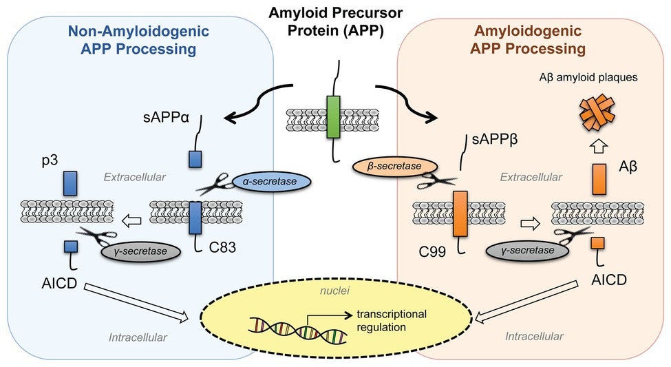Processing of amyloid precursor protein (APP). APP is processed by two proteolytic pathways: the non-amyloidogenic processing (in blue) and the amyloidogenic processing (in orange).