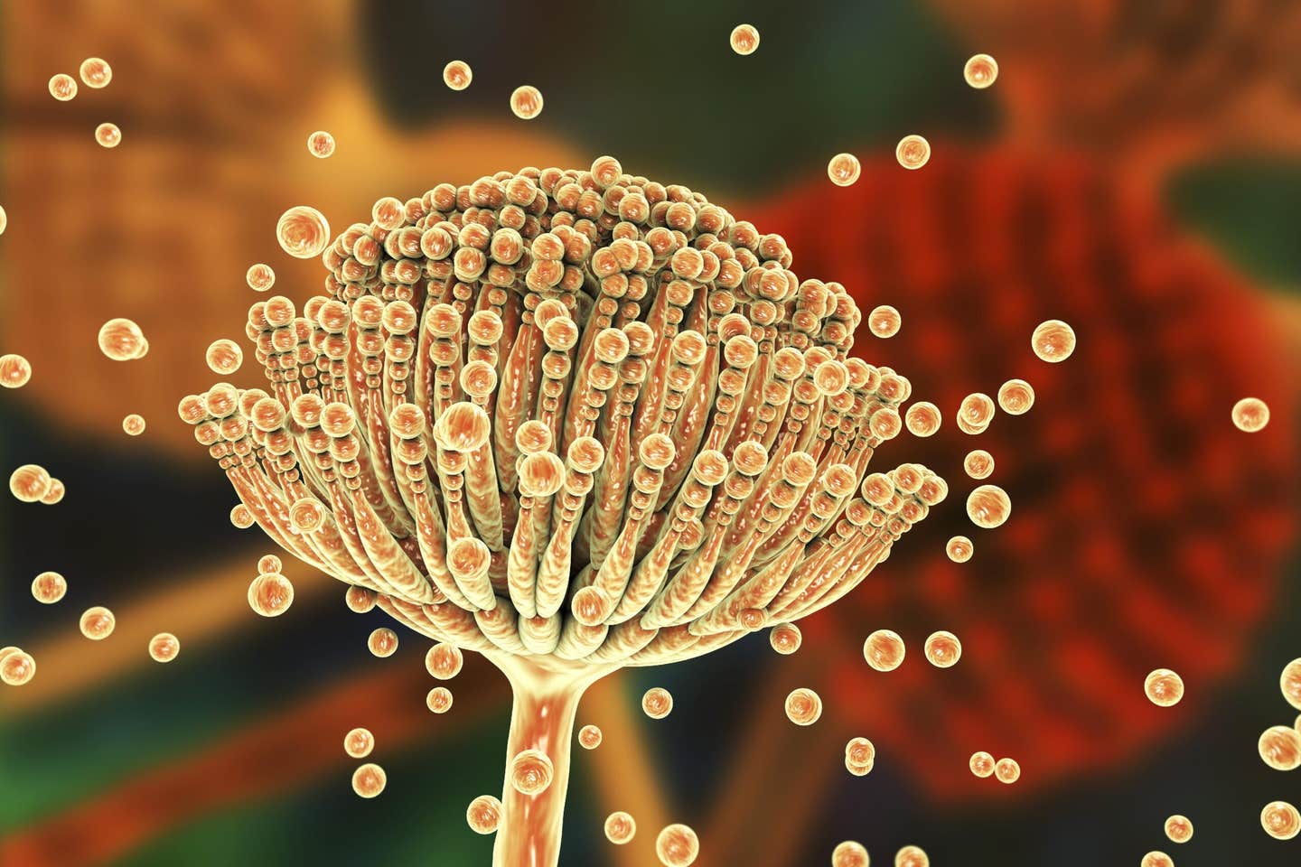 Scientists warn climate change is expanding dangerous fungal pathogens worldwide