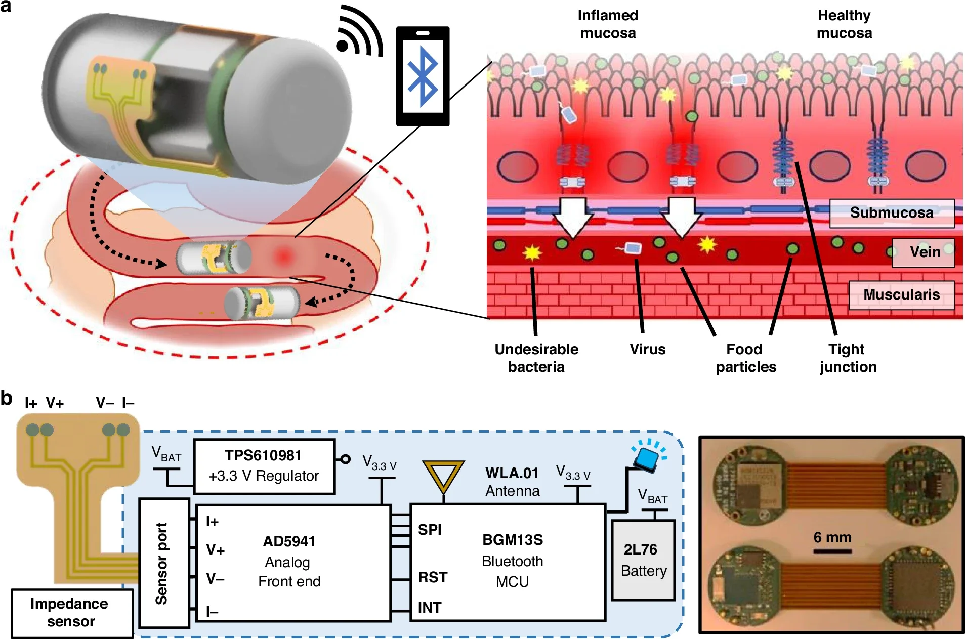 Overview schematic depicting the ingestible capsule monitoring bioimpedance in the small intestine.