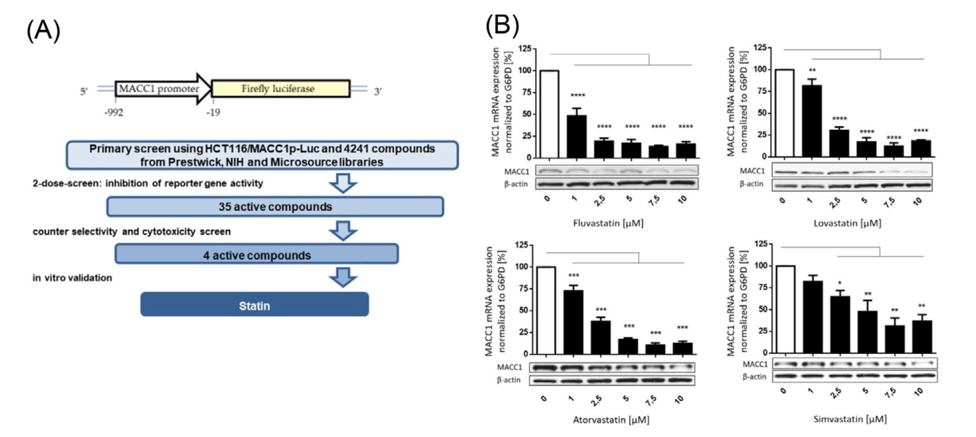 Statins reduce metastasis-associated in colon cancer 1 (MACC1) expression and specifically inhibit MACC1-mediatedfunctions in vitro.