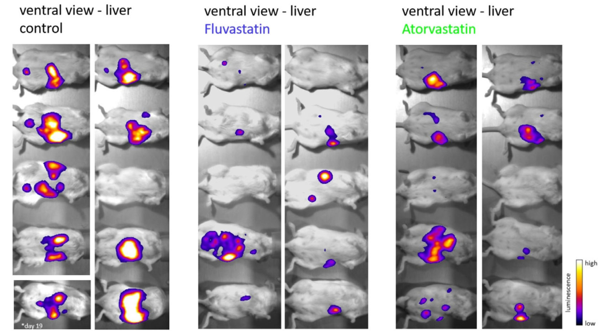 Statin treatment decreases tumor burden and metastasis formation in vivo. Intra-splenically xenografted (HCT116/CMVp-Luc cells) SCID-beige mice were treated either with solvent or daily doses of 13 mg/kg body weight fluvastatin oratorvastatin. 