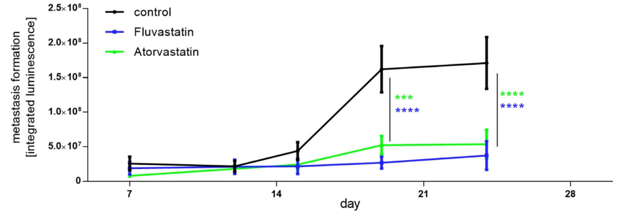 Metastasis-associated in colon cancer 1 (MACC1) transcripts in the liver were also found to be reduced in the fluvastatin and atorvastatin treated groups. 