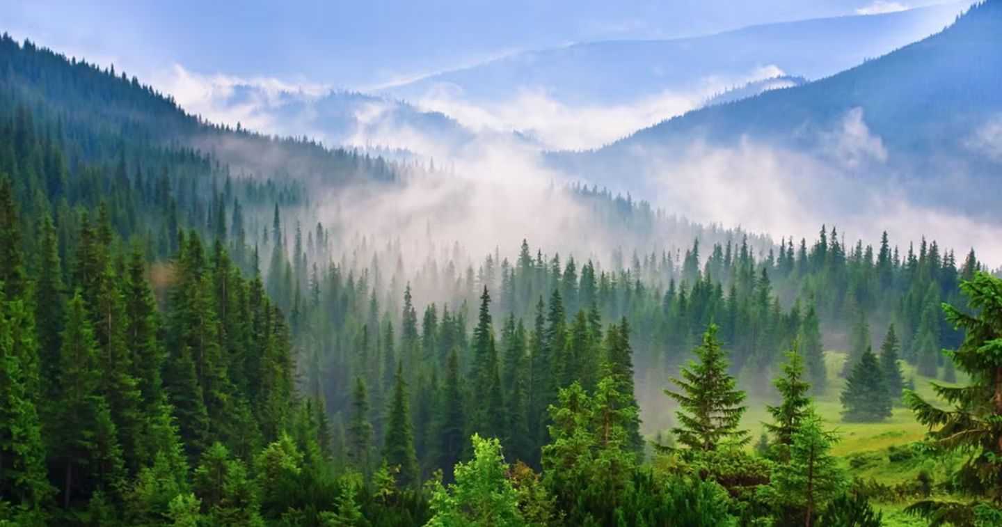 For years, scientists haven’t been able to pin down just how much carbon plants take in, or where and when they do it.