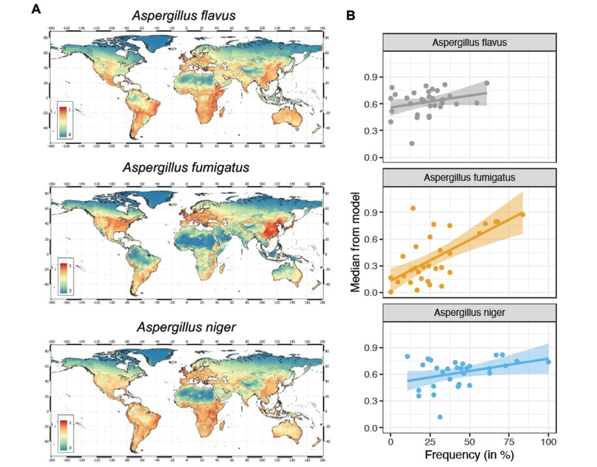 A Habitat suitability for three Aspergillus species from the MaxENT model. Least suitable is 0 and most suitable is 1. B Correlation plots of frequency of each Aspergillus species found in the literature compared to the median suitability for that particular country in the MaxENT model.