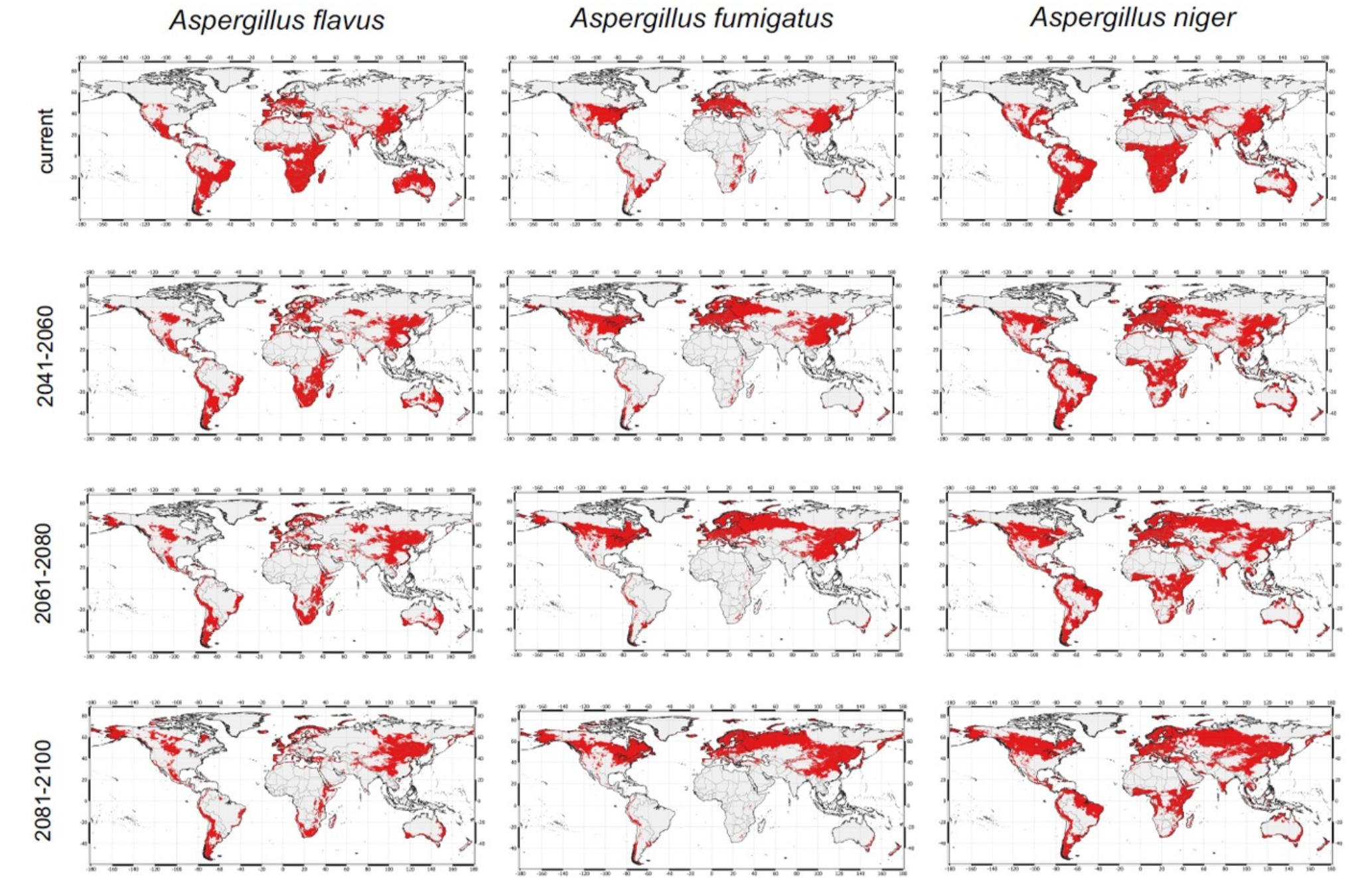 Climate change will shift distributions of Aspergillus species. The SSP245 model is shown here as a representative across three different time horizons (2041-2060, 2051-200 and 2081-2100). 