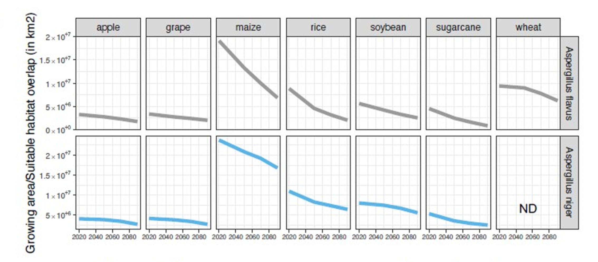 Quantification of the km2 overlap between crop growing regions from CROPGRIDS and the suitable habitat for A. niger and A. avus. ND is not done as Aspergillus niger has not been reported to cause wheat infection.