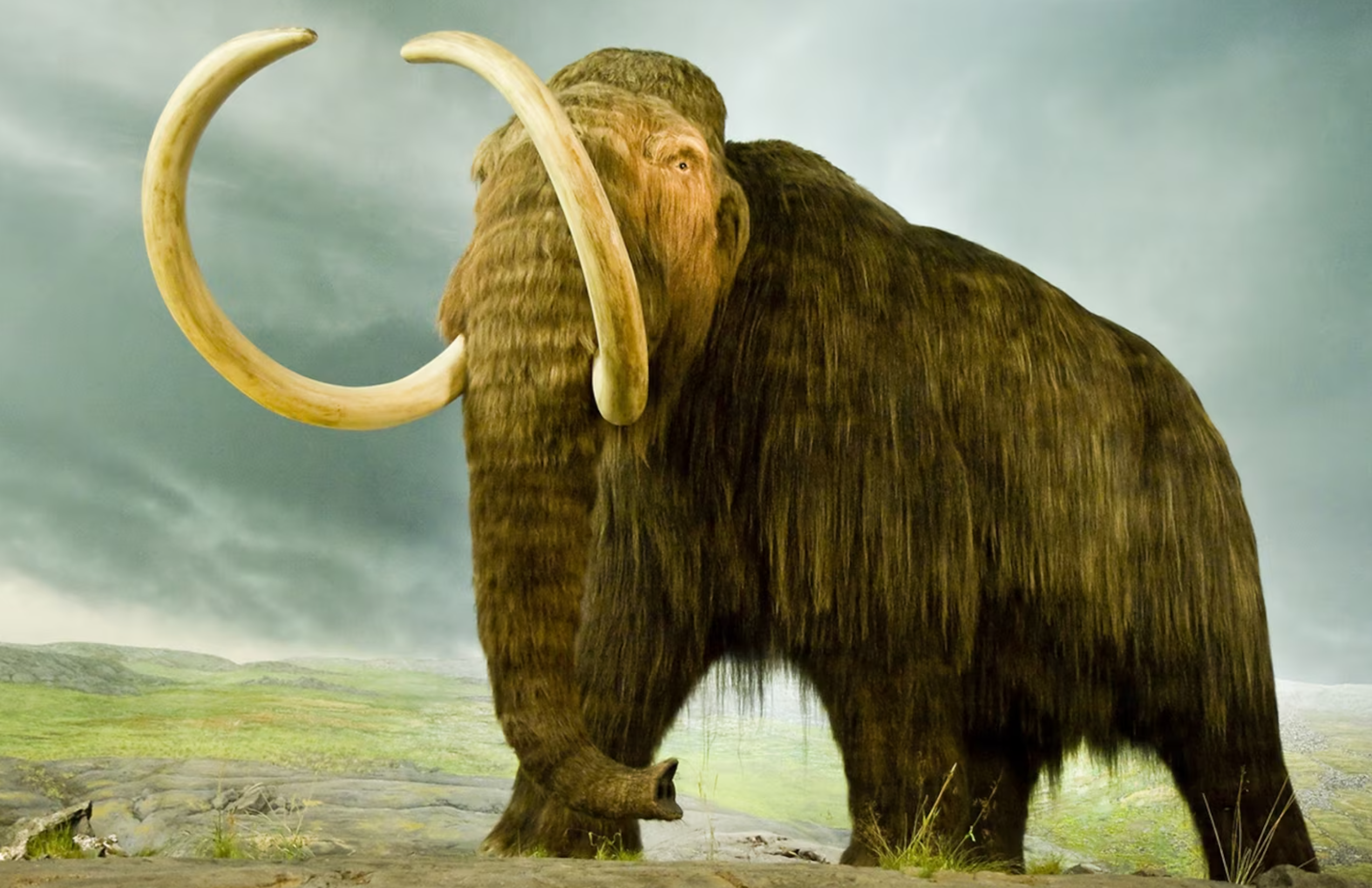 Animals such as the wooly mammoth evolved to survive the cold during the ice age. 