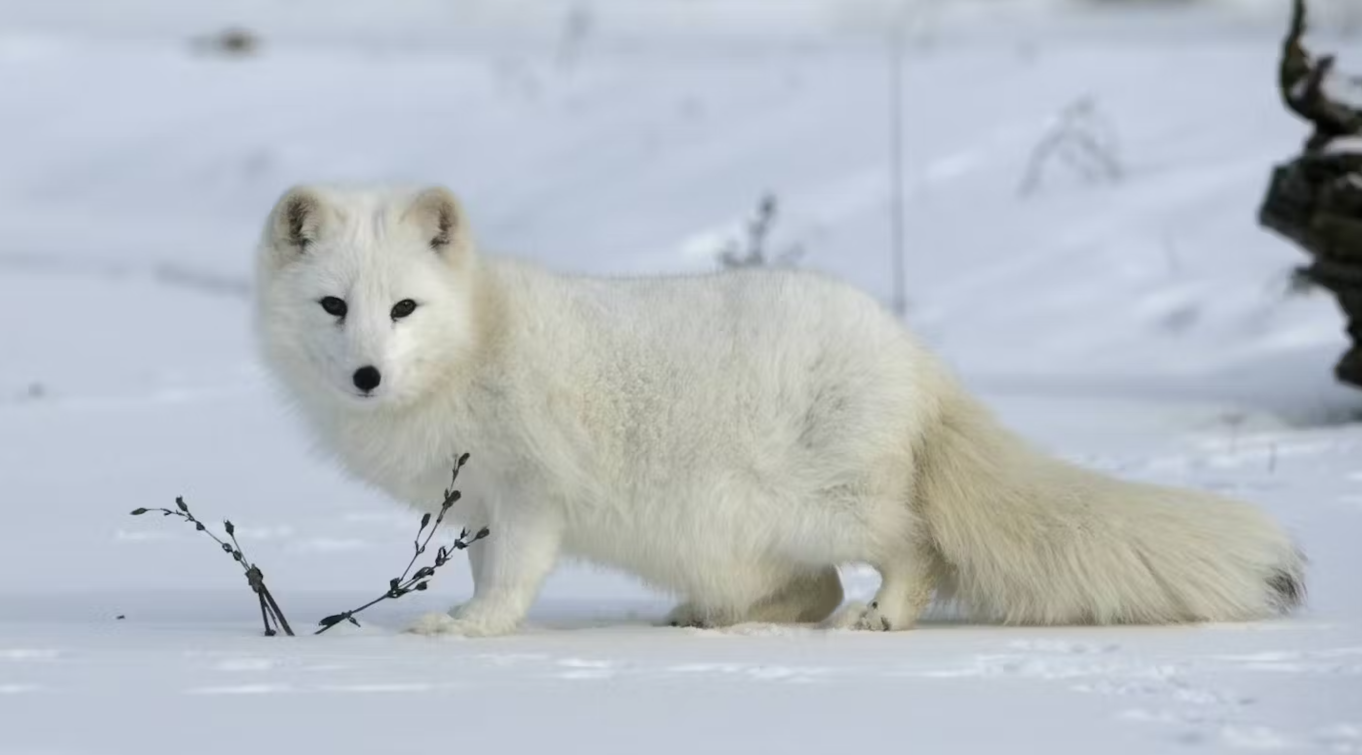 A new study has provided fresh insights into how animals such as the arctic fox evolved to survive the cold during the ice age. 