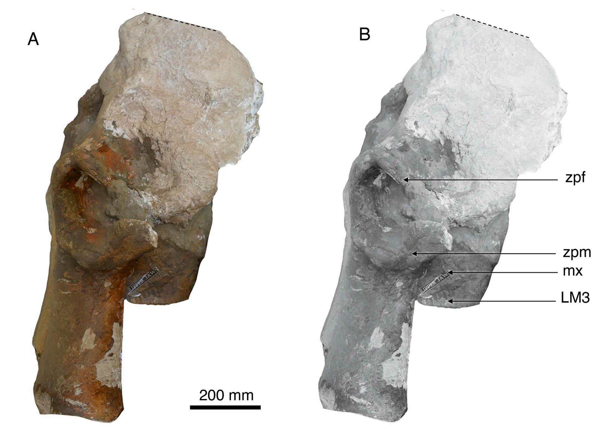 Left lateral view of WMNH-VP-F1. A, left lateral view and B, left lateral view with labelled anatomical features. Abbreviations: LM3, left third upper molar; mx, maxilla; zpf, zygomatic process of the frontal; zpm, zygomatic process of the maxilla.
