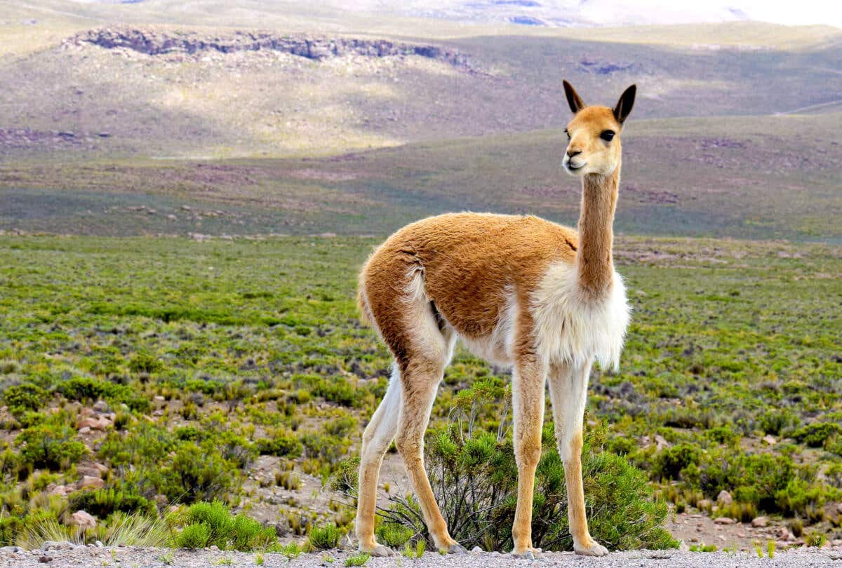 Andes wildlife is replanting the Earth – one dung pile at a time