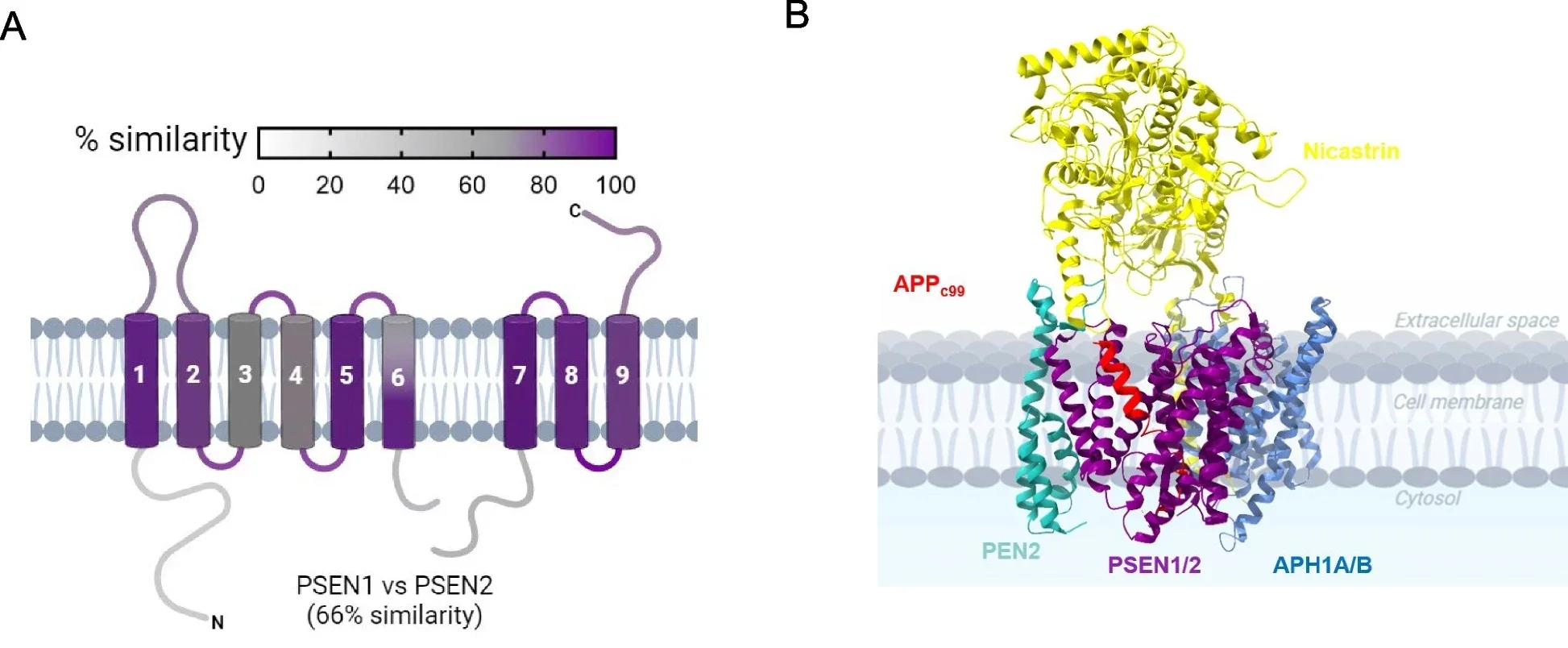 Mutations in PSEN1, PSEN2, and APP TMD cause ADAD with varying AAOs.
