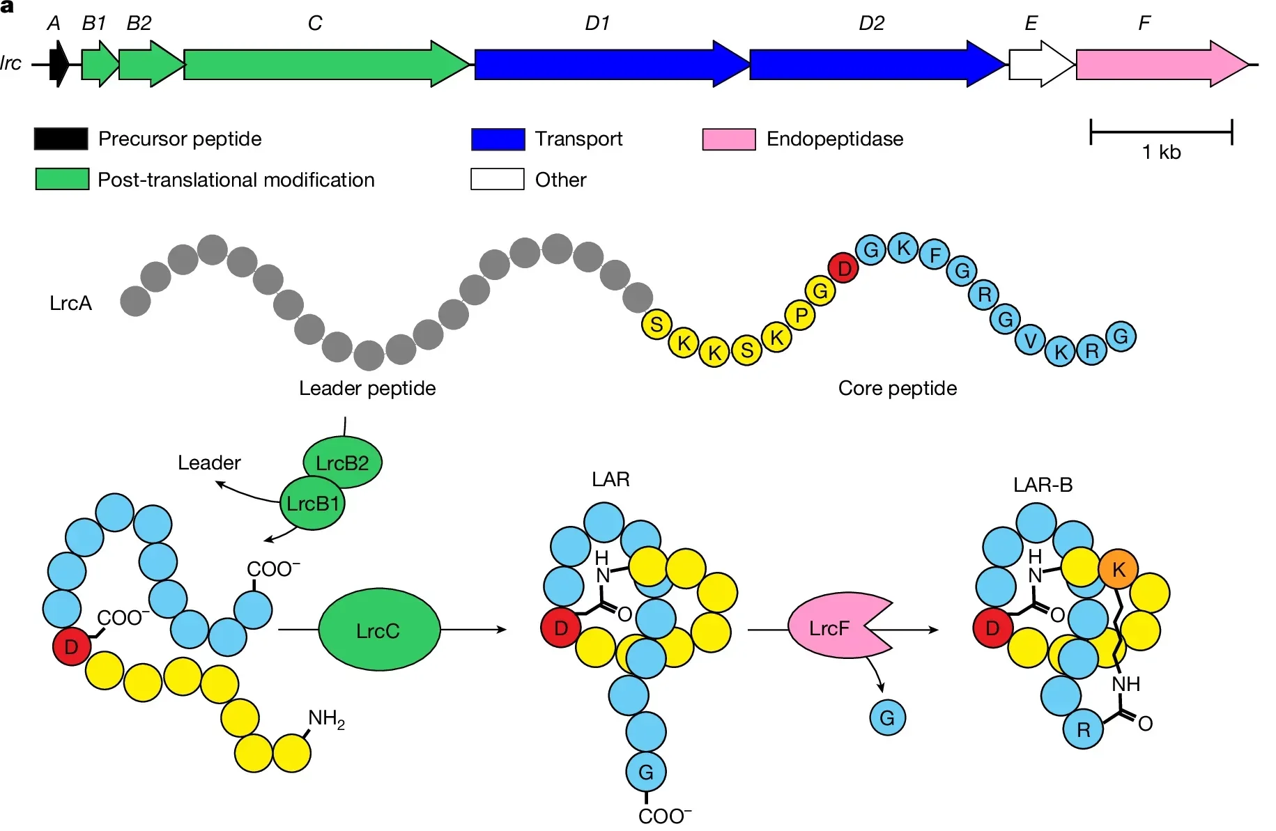 Gene composition of the lrc BGC. Bottom, post-translational modification of the LrcA precursor peptide leads to the production of LAR and its variants.