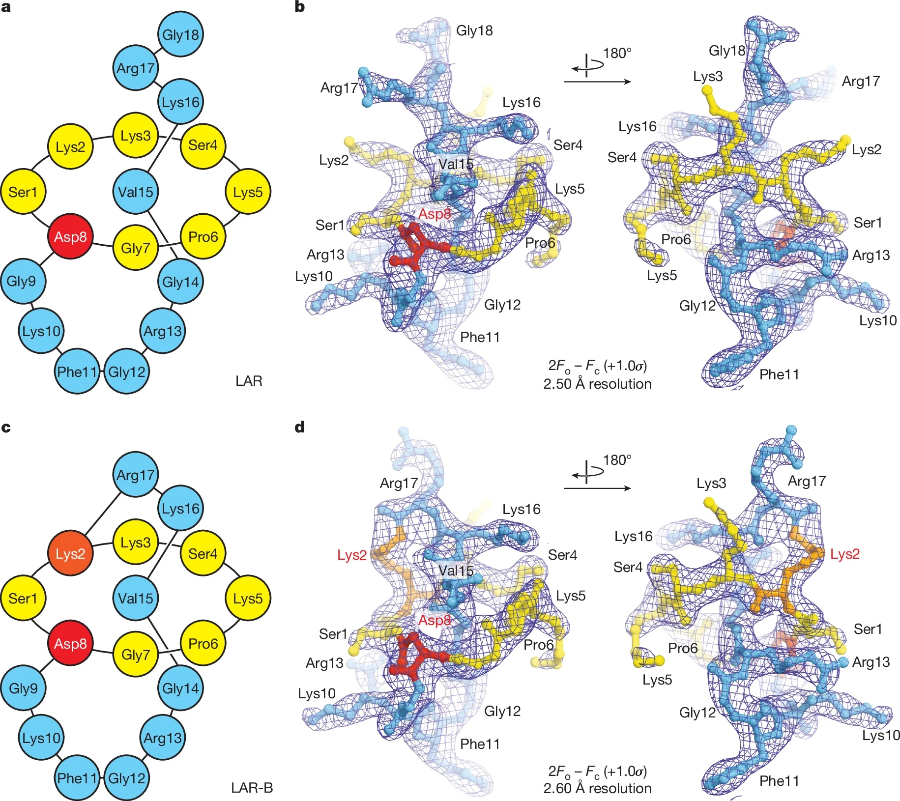 Structures and electron density maps of ribosome-bound LAR and LAR-B.
