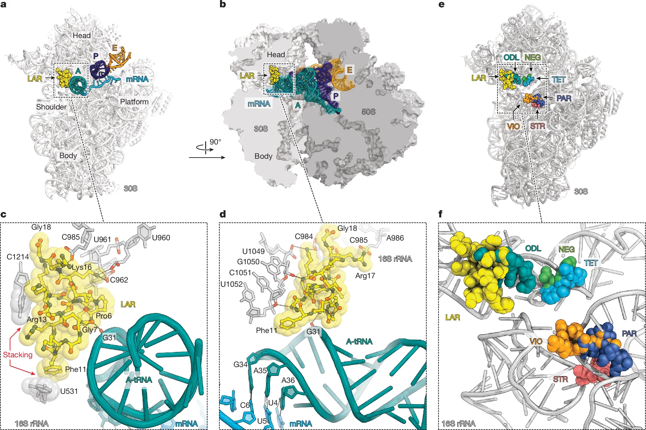 Structure of LAR in complex with the T. thermophilus 70S ribosome.