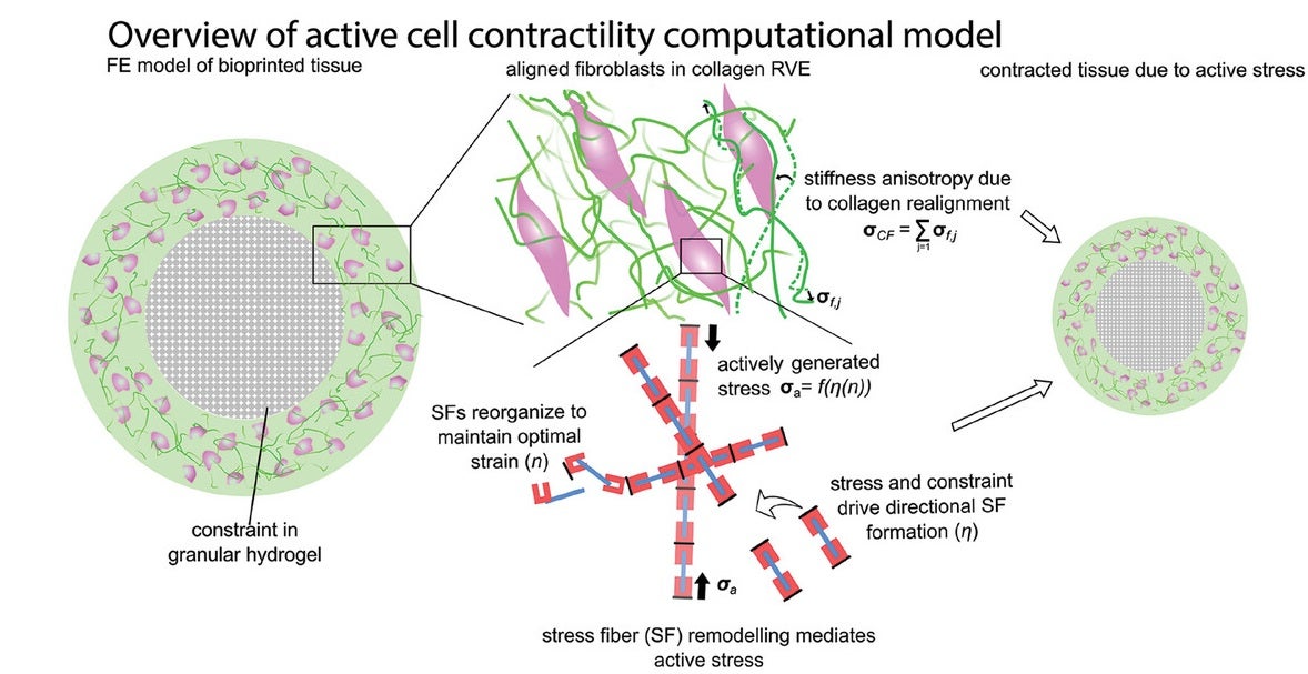 Overview of finite element model that predicts shape-morphing using thermodynamically-motivated reorganization of cells and stress fibers to maintain optimal strain within collagen matrices.