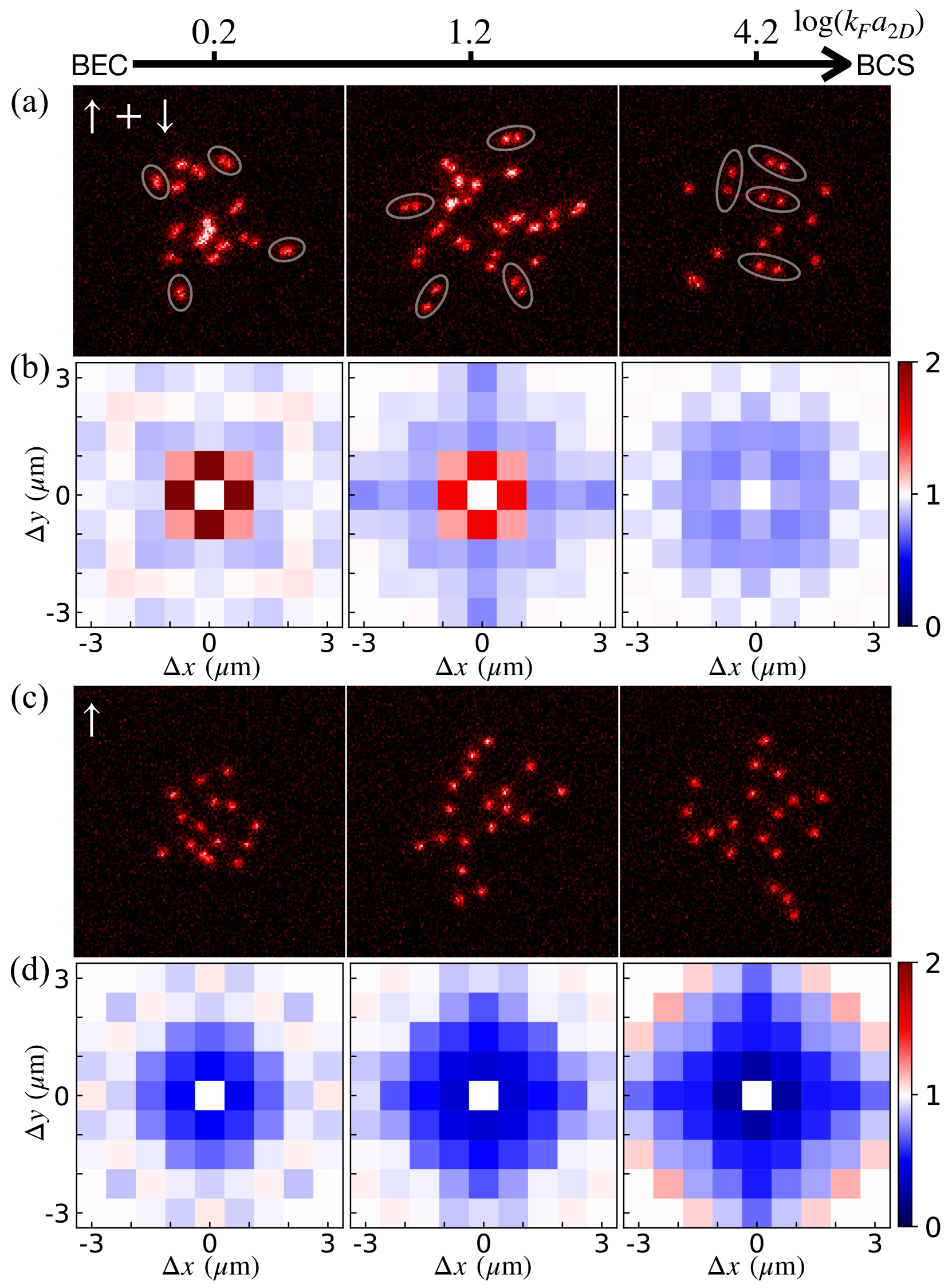 Pair correlations of the 2D strongly interacting Fermi gas in the BEC-BCS crossover.