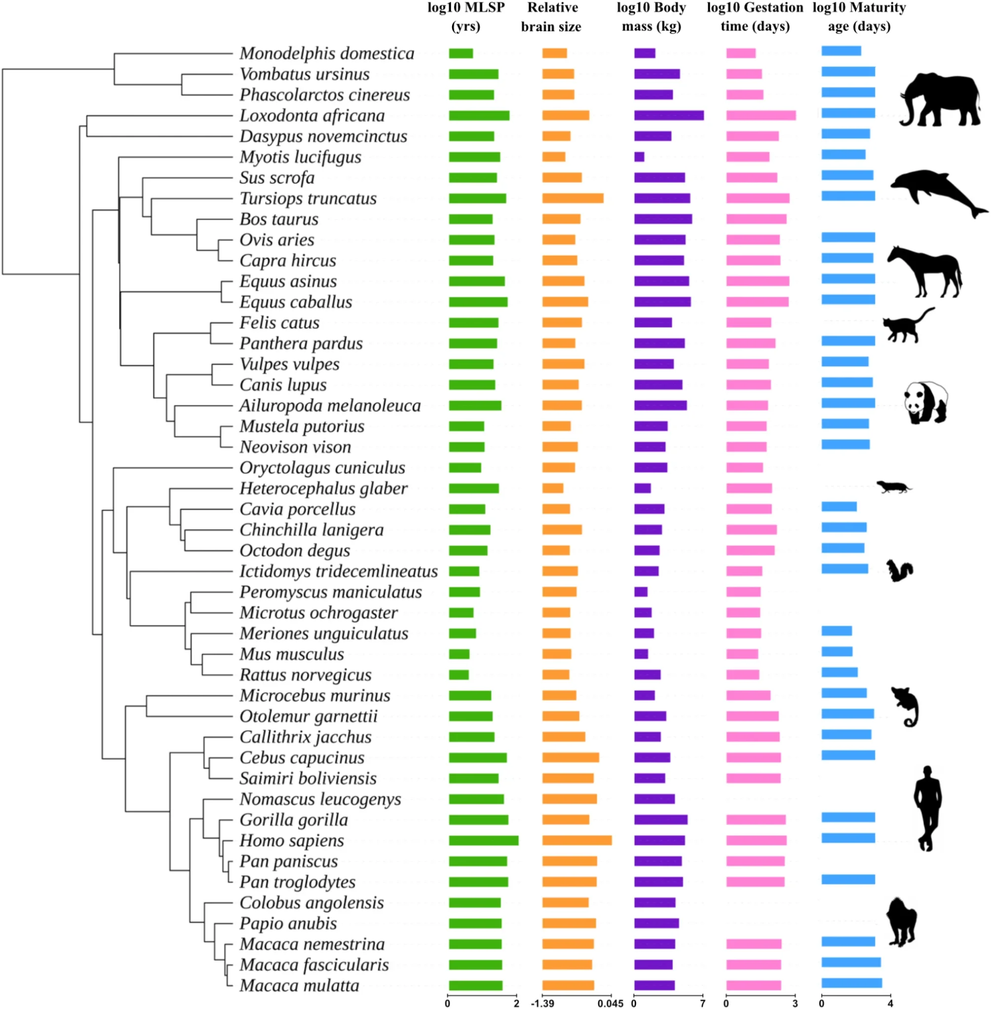 Phylogenetic distribution of life history and morphological traits (maximum lifespan potential, relative brain size, body mass, gestation time and age at sexual maturity) in mammals.