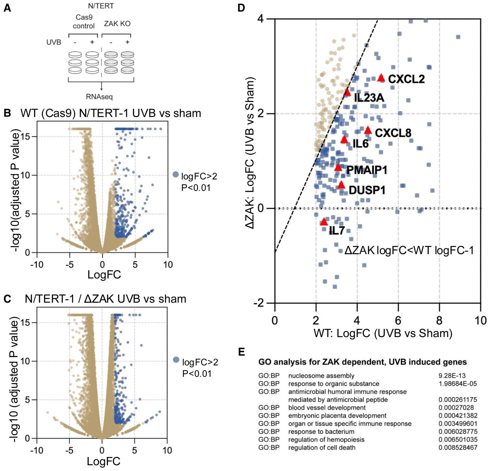 RNA sequencing reveals ZAK-dependent and UVB-induced transcriptional signatures in human keratinocytes