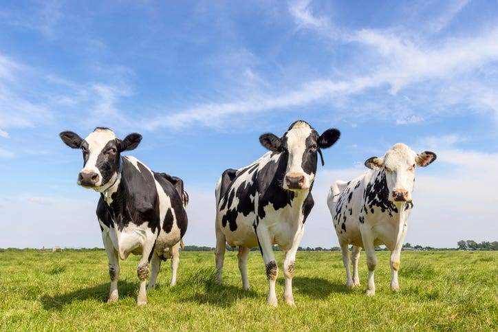 Scientists turn cow manure into sustainable cellulose, providing eco-friendly solutions for waste and pollution.
