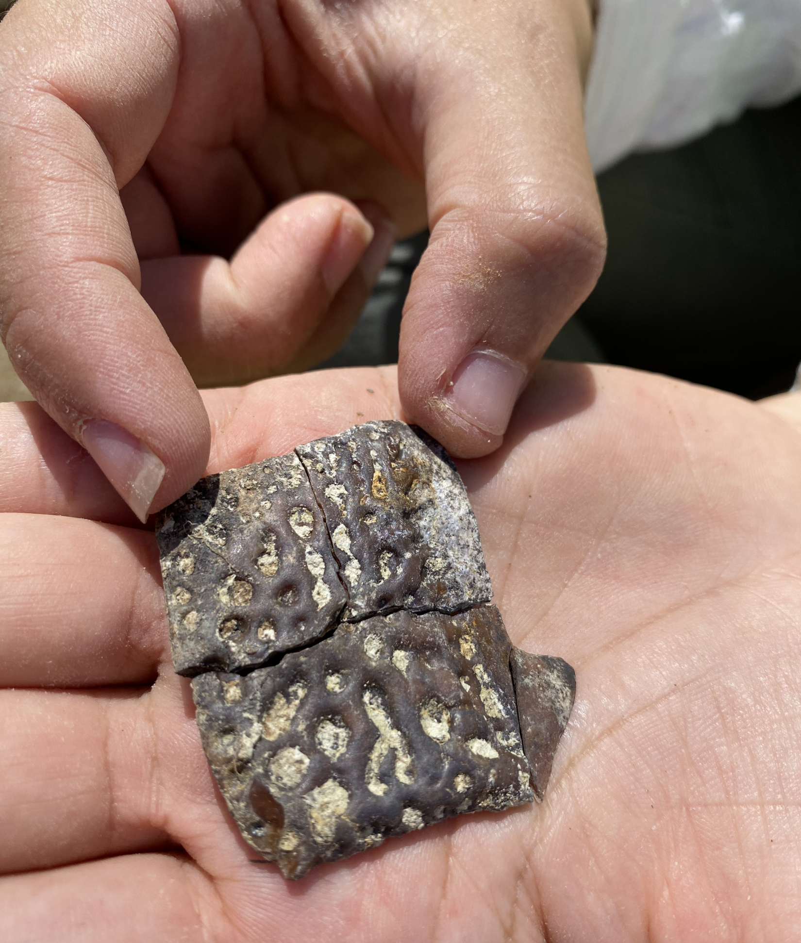 The research team found several fossils at the fossil bed in the Dominican Republic, including this one from another type of ancestral crocodilian.
