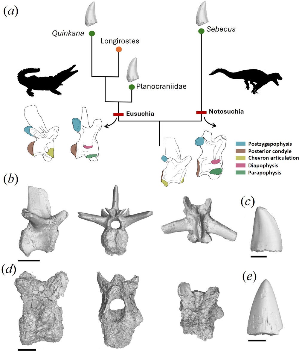 Generalized relationship of crocodilians that independently evolved ziphodont dentition and the general anatomy of nuchal and caudal vertebrae in Notosuchia and Eusuchia.