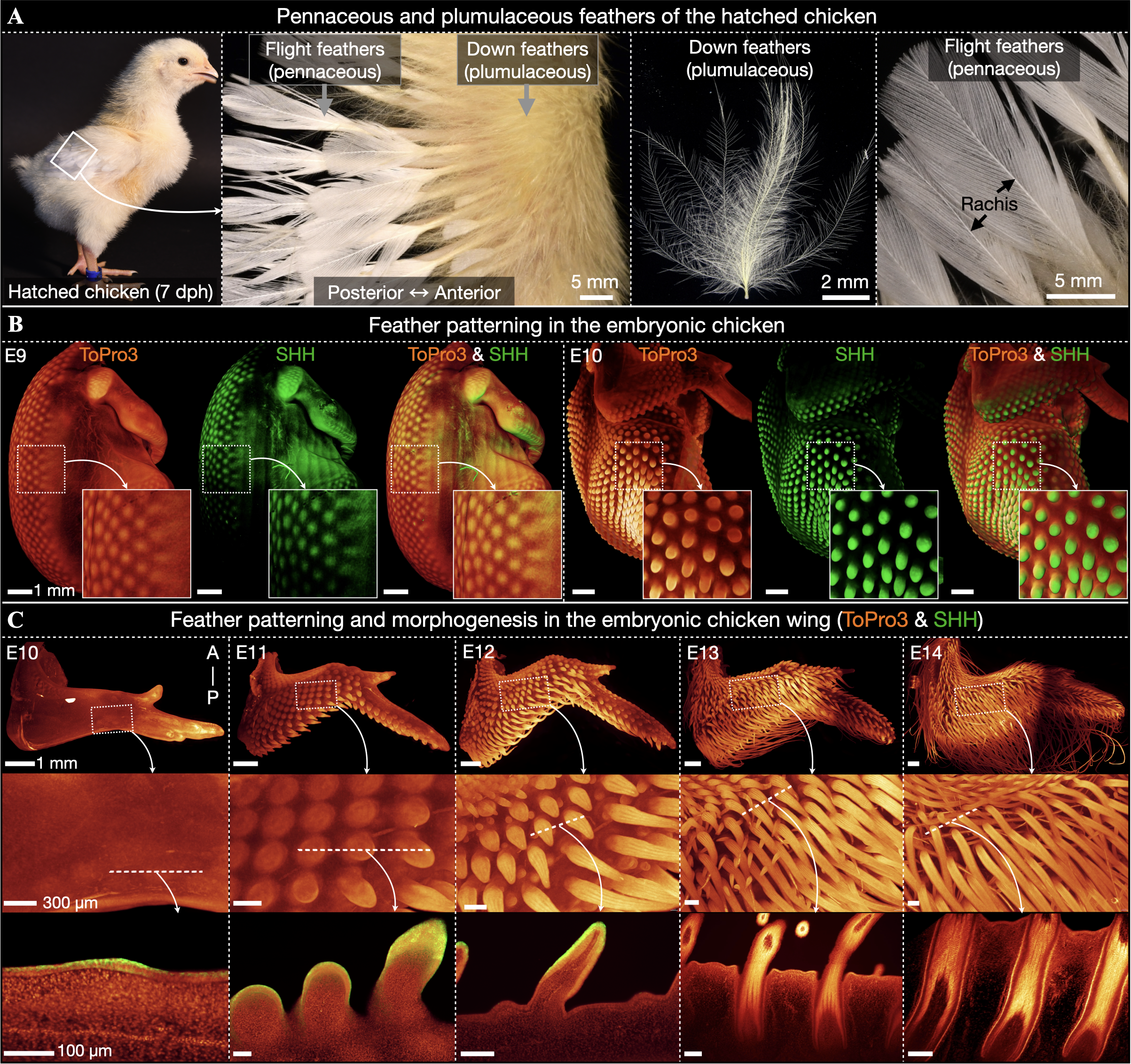 Feather development in embryonic chicken.