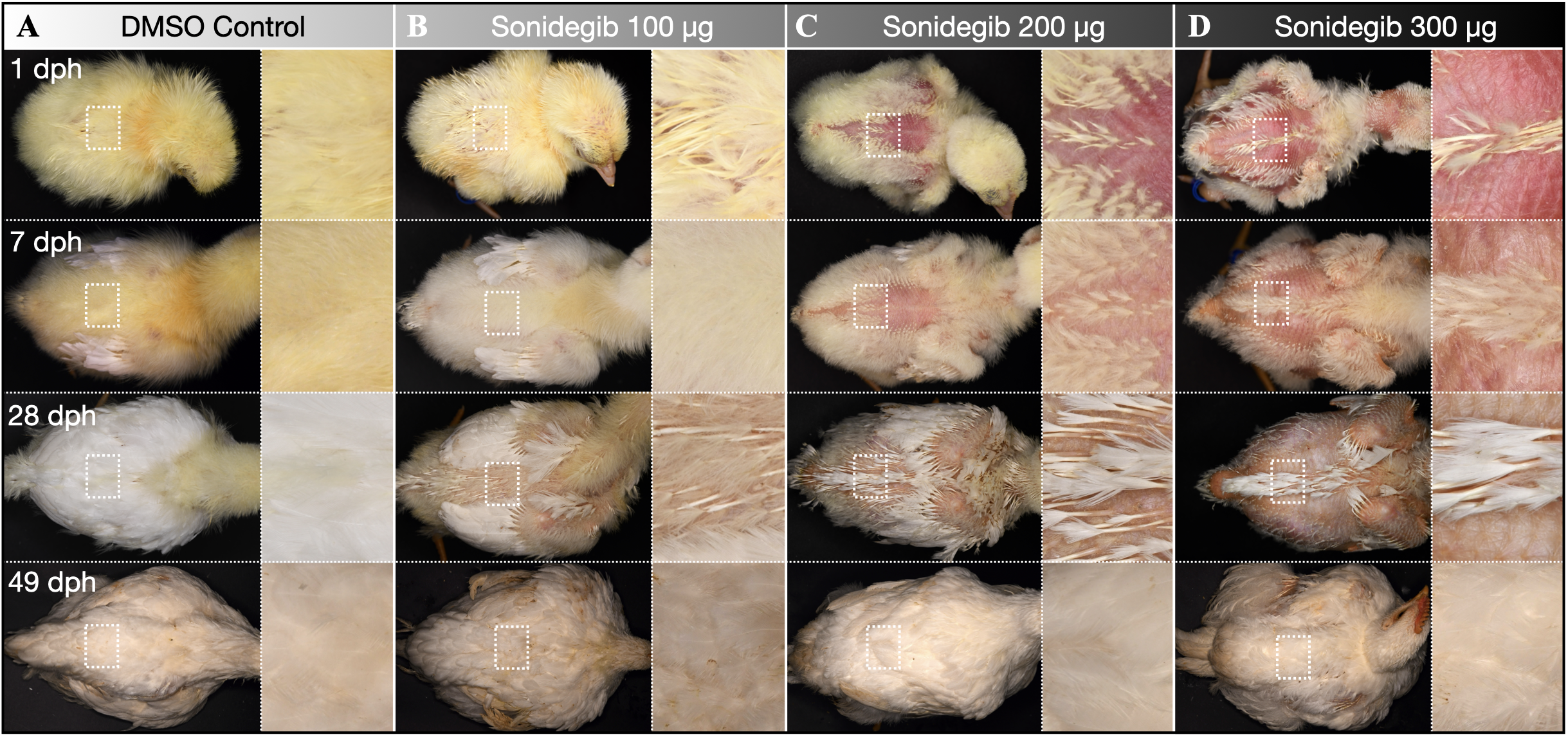 Post-embryonic effect of sonidegib treatment.