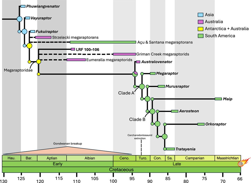 Biogeographic history of Megaraptora with ancestral area reconstructions positioned at each node, highlighting the widespread distribution during early megaraptoran evolution and the rapid evolution of South American Megaraptoridae after the extinction of carcharodontosaurids in the Turonian.