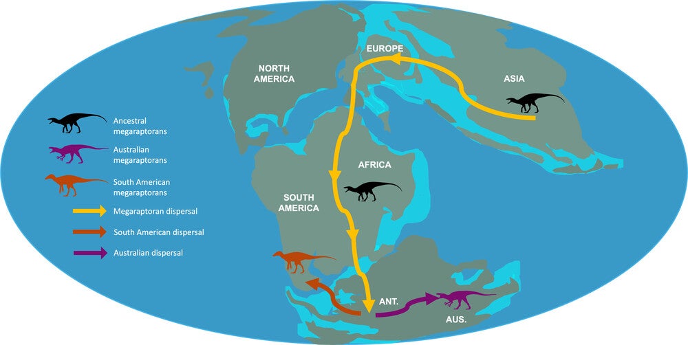 Potential dispersal routes for megaraptorans during the Middle Jurassic–Early Cretaceous (approx. 143 Ma).