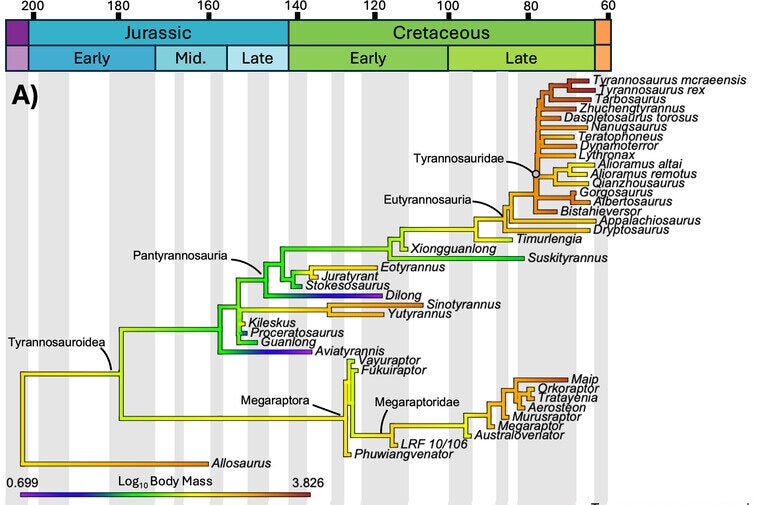 The evolution of body mass across Tyrannosauroidea during the late Early to end-Cretaceous.