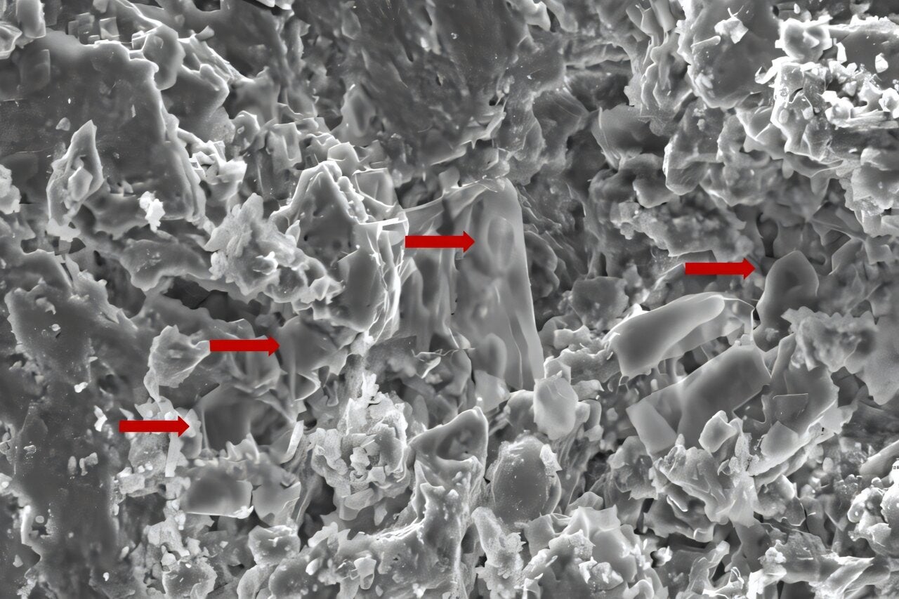 An image of fossilised erythrocyte-like structures.