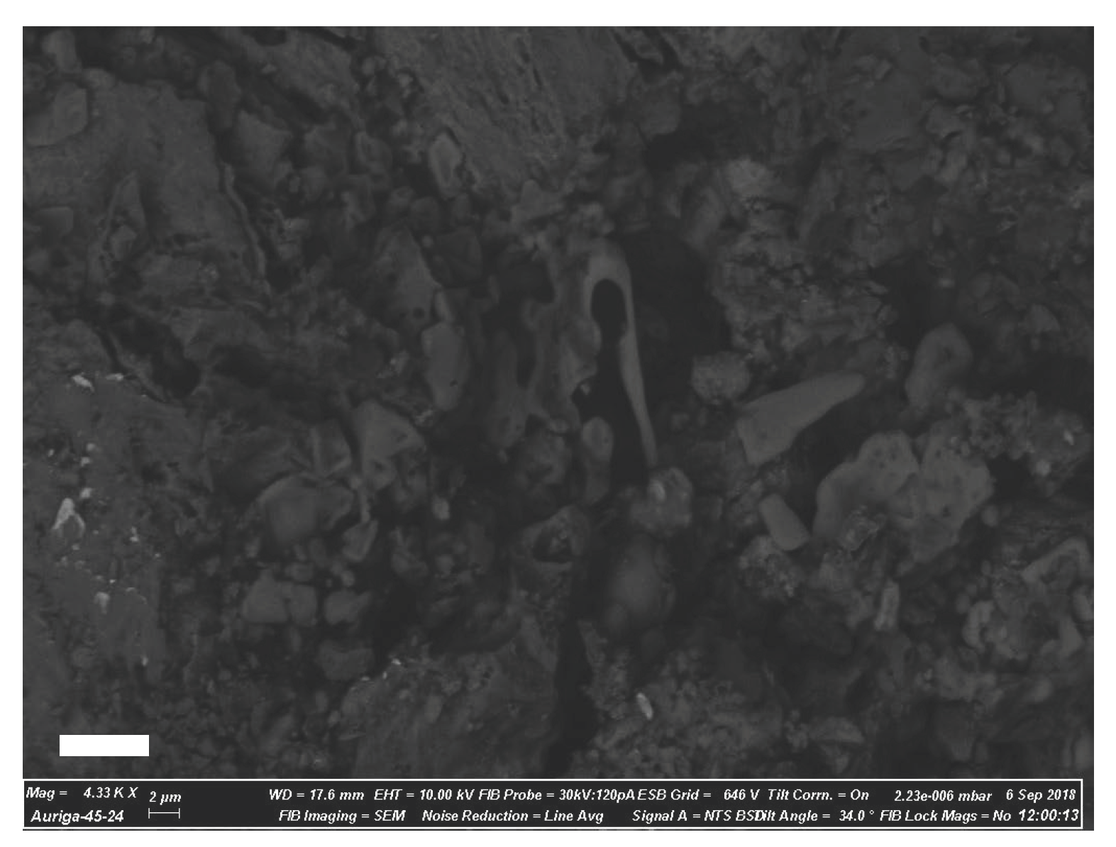 Representative SEM image of fossilized erythrocyte-like structures, highlighting surface topography and density-dependent contrast.