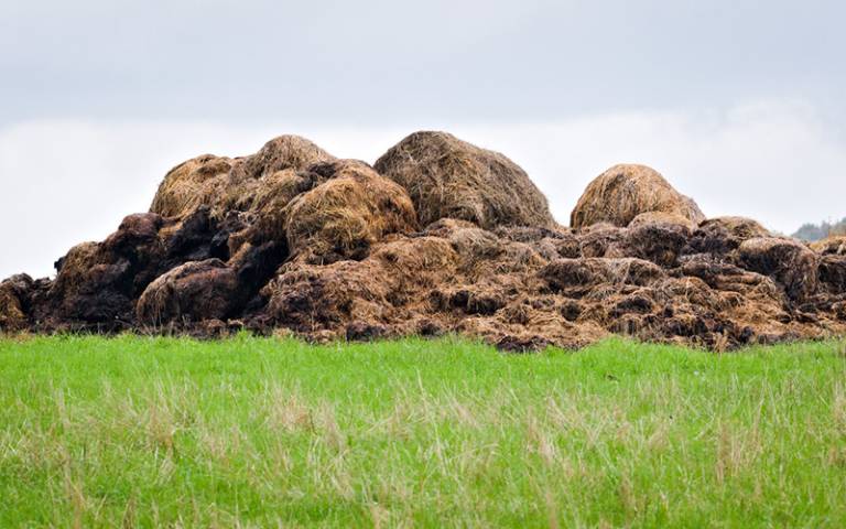 Cow manure typically poses serious environmental and health risks. 
