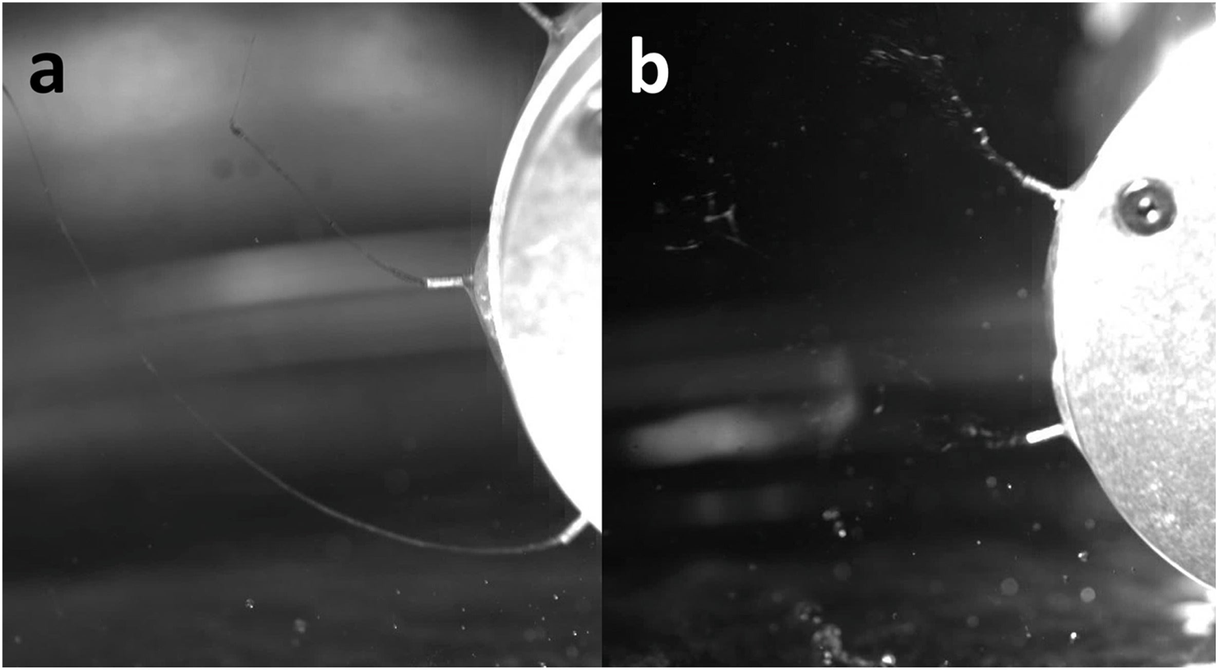  Digital photos of (a) spinning jets and (b) jet rupture captured by a high-speed camera.