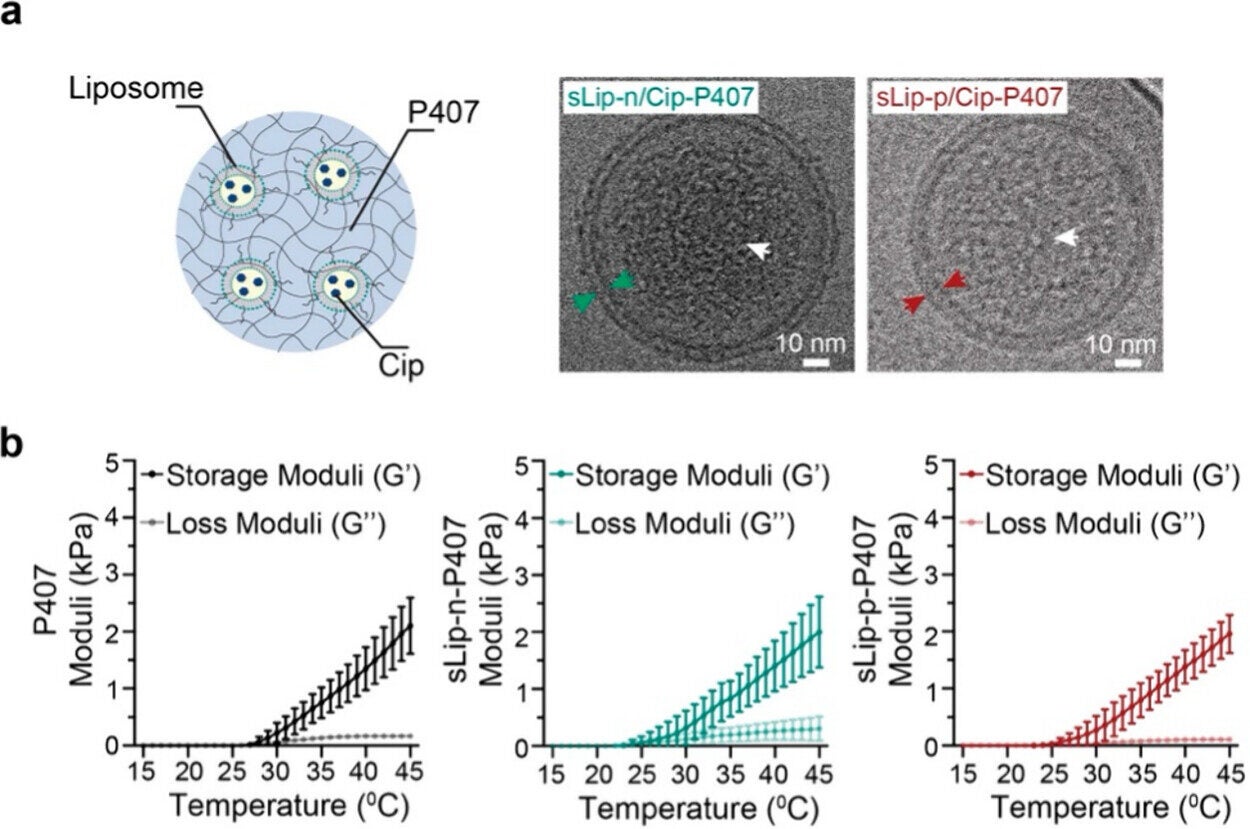 Stability, gelation, and in vitro release profiles of the liposome-containing hydrogel formulations.