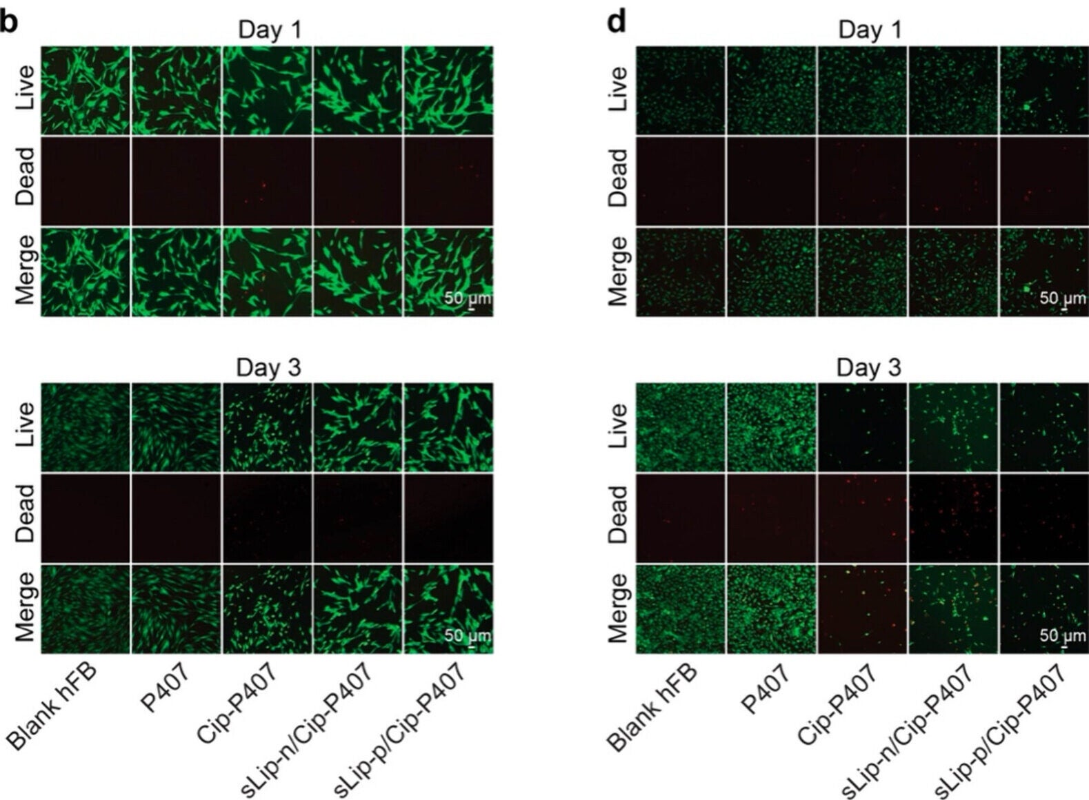 Fibroblast and PC12 cytotoxicity of the formulations. Survival rates (evaluated by MTS assay) and Live/Dead assay of human dermal fibroblasts (hFB). 