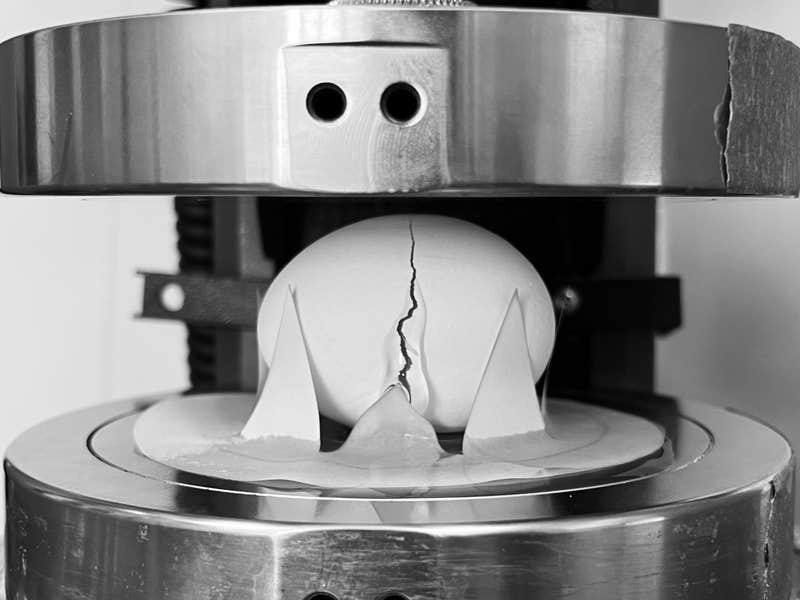 Researchers' experiments revealed that cracking an egg required the same amount of force, whether it was positioned vertically or horizontally. However, a key difference emerged: Horizontally oriented eggs compressed more before breaking, indicating they were more compliant under pressure.