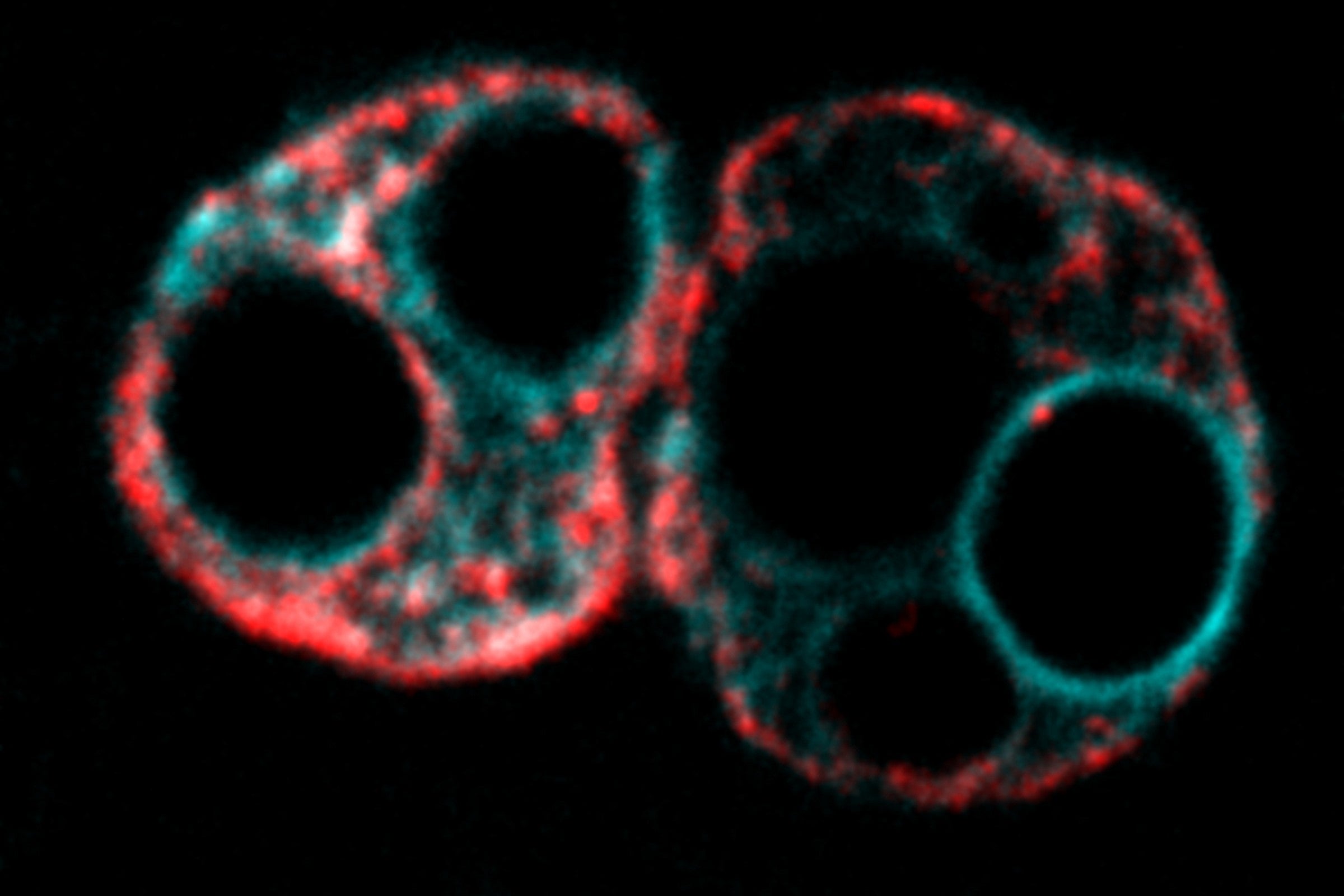 The two nuclei of a fertilized mouse embryo at the one cell stage showing a transposable element in red. DNA is shown in blue.