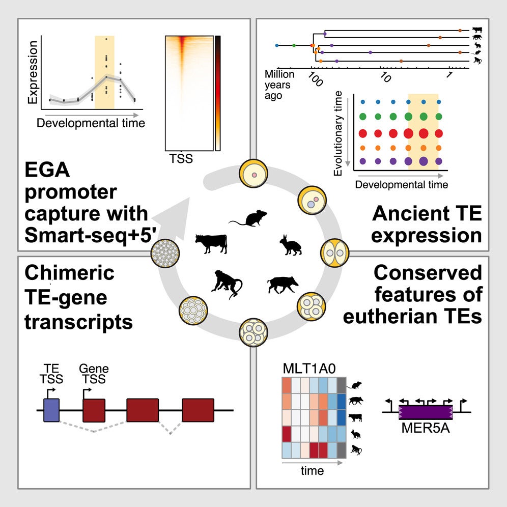 Graphical abstract. Transcriptional activation of the embryonic genome (EGA) is a major developmental landmark enabling the embryo to become independent from maternal control.