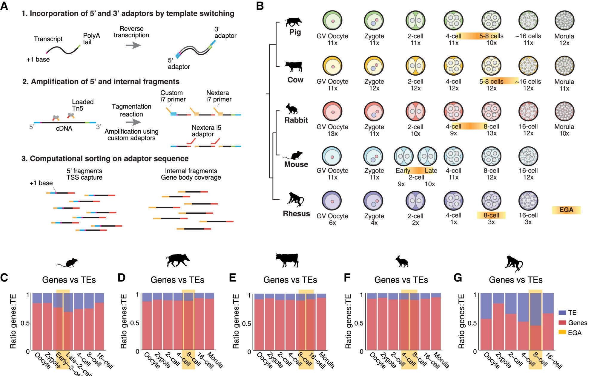 Developmental progression through mammalian EGA is demarcated by distinct TE expression