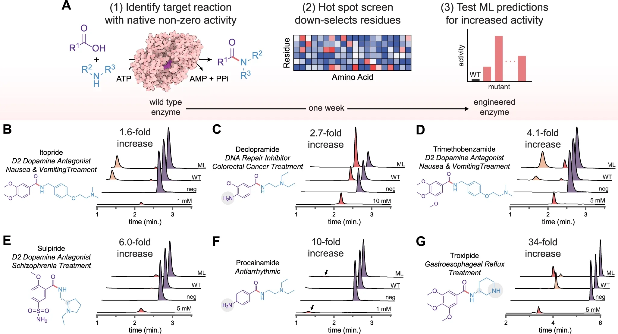 ML-guided engineering of distinct amide synthetases for the biosynthesis of a broad panel of small-molecule pharmaceuticals.